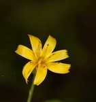 Allegheny hawkweed